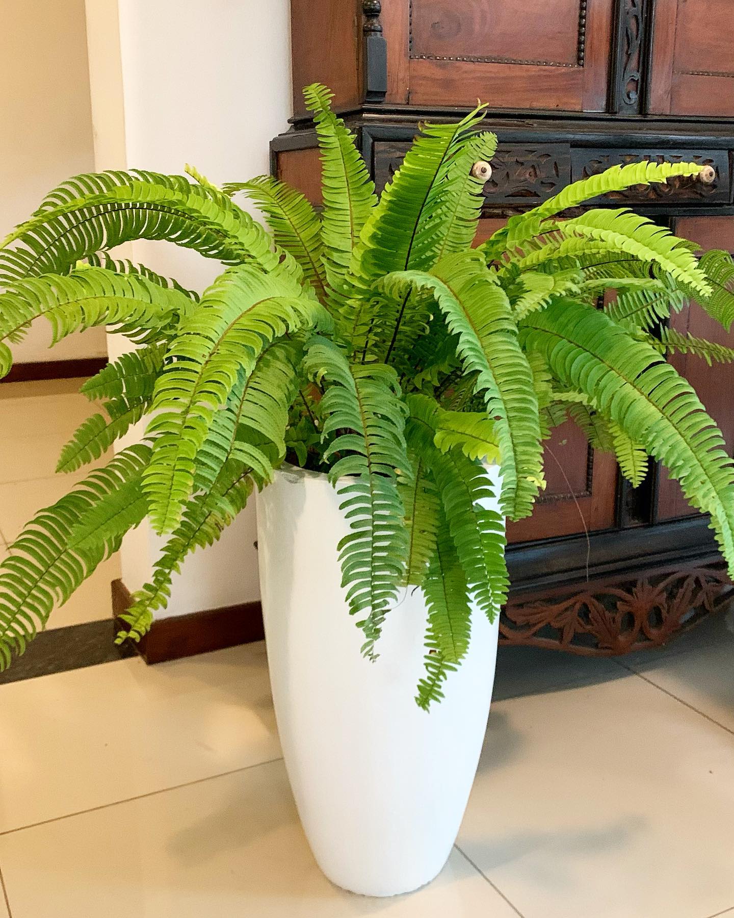 lush fern on cabinet