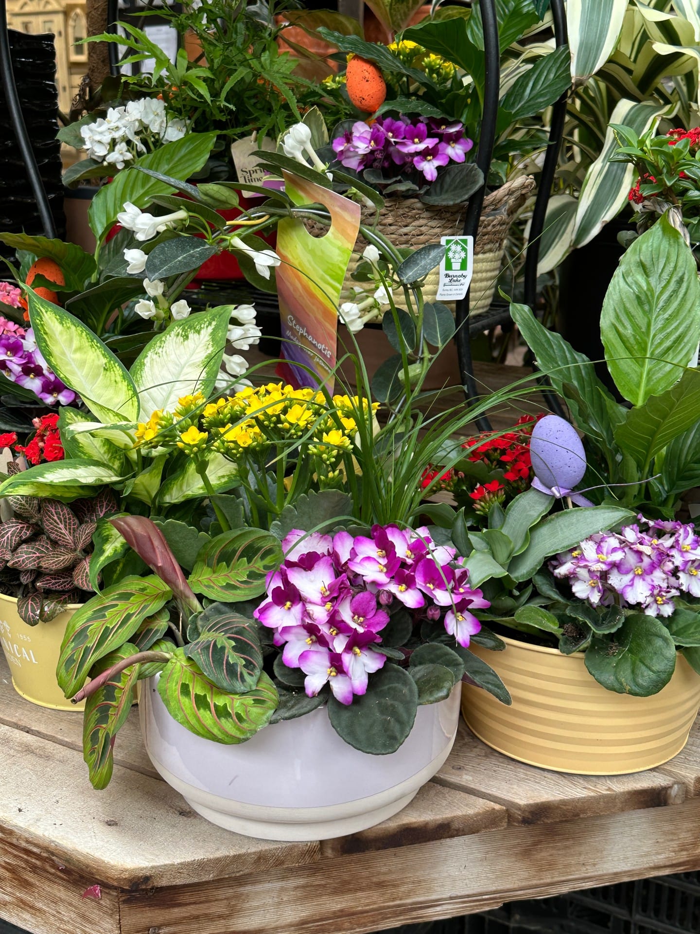 palm plant cluster in a corner