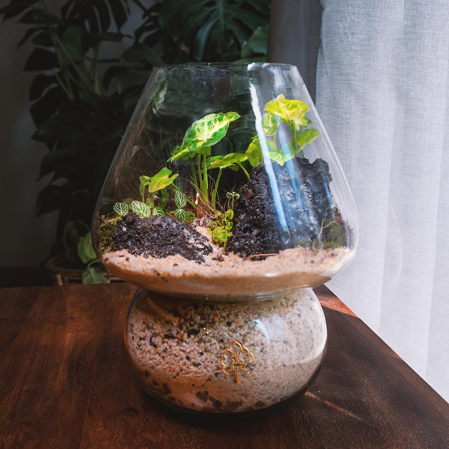 Vibrant succulents in geometric terrarium