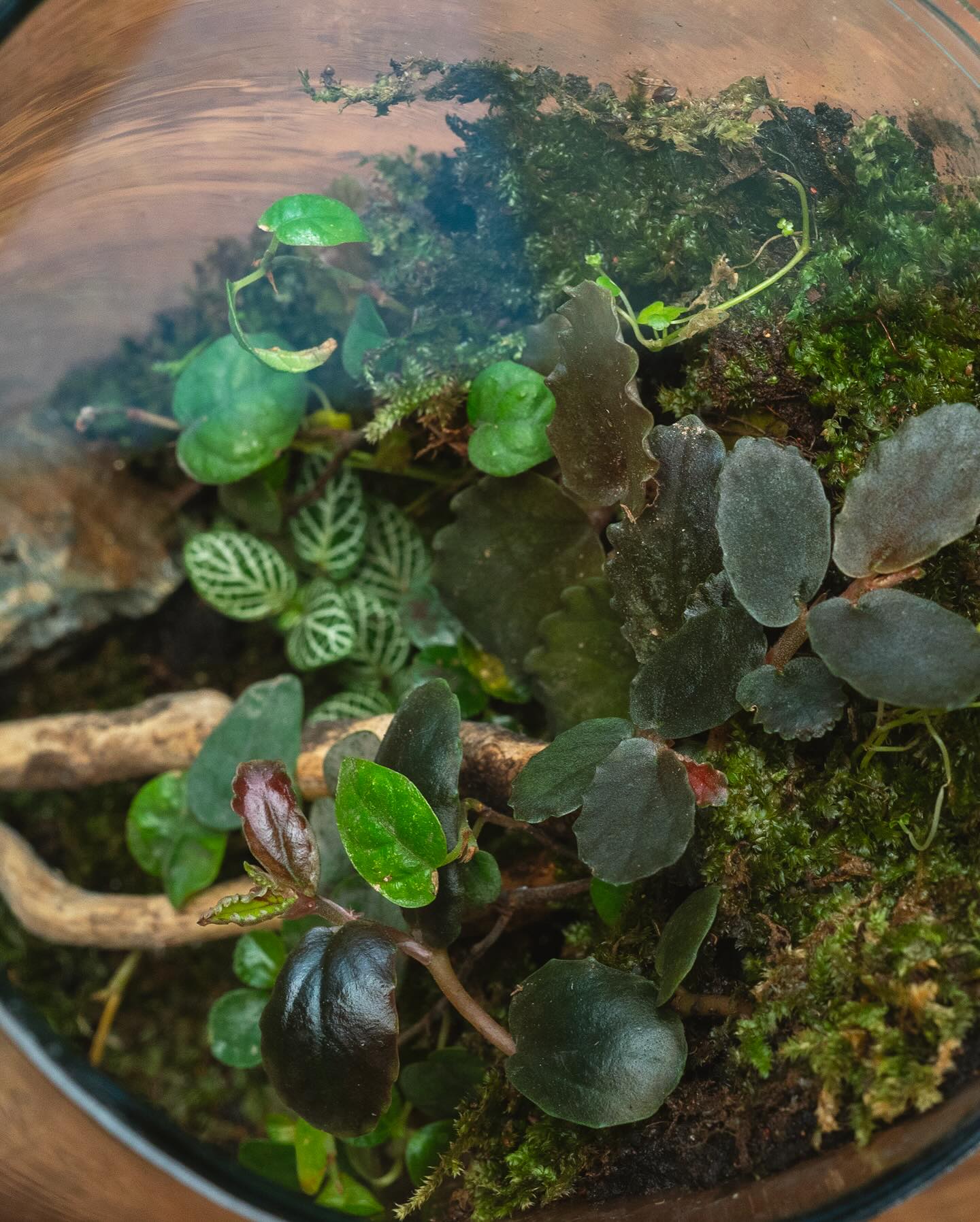 Glass terrariums with air plants