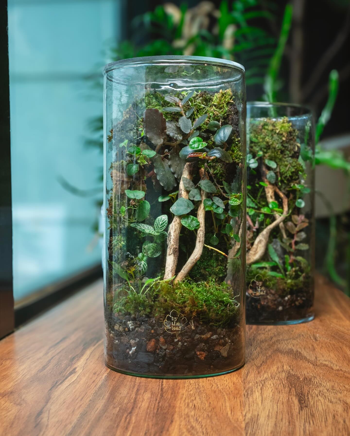 Indoor plants in minimalist glass terrariums