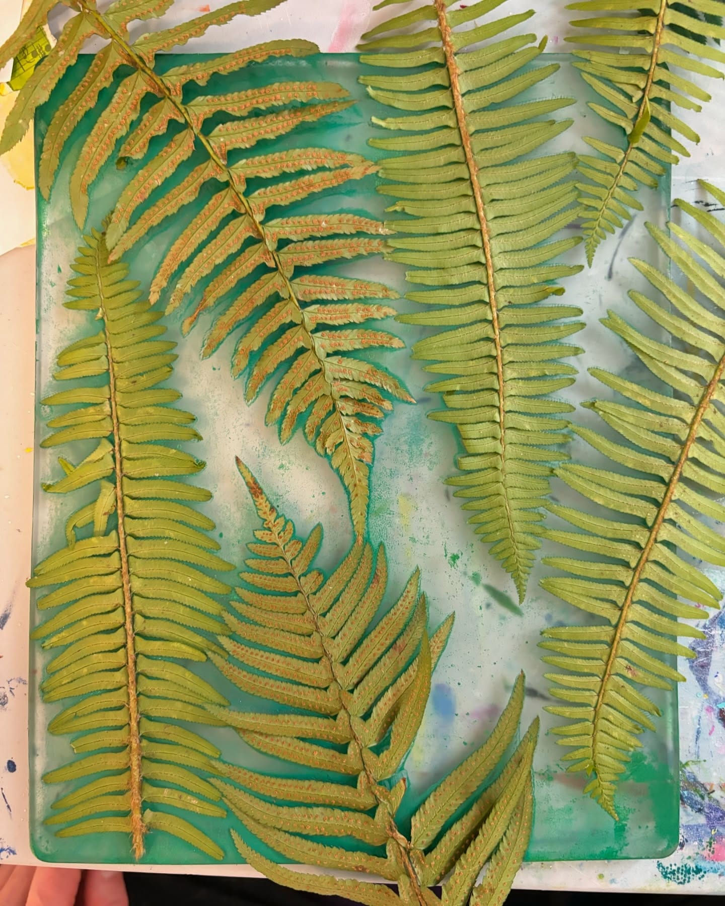 fern leaves casting shadow