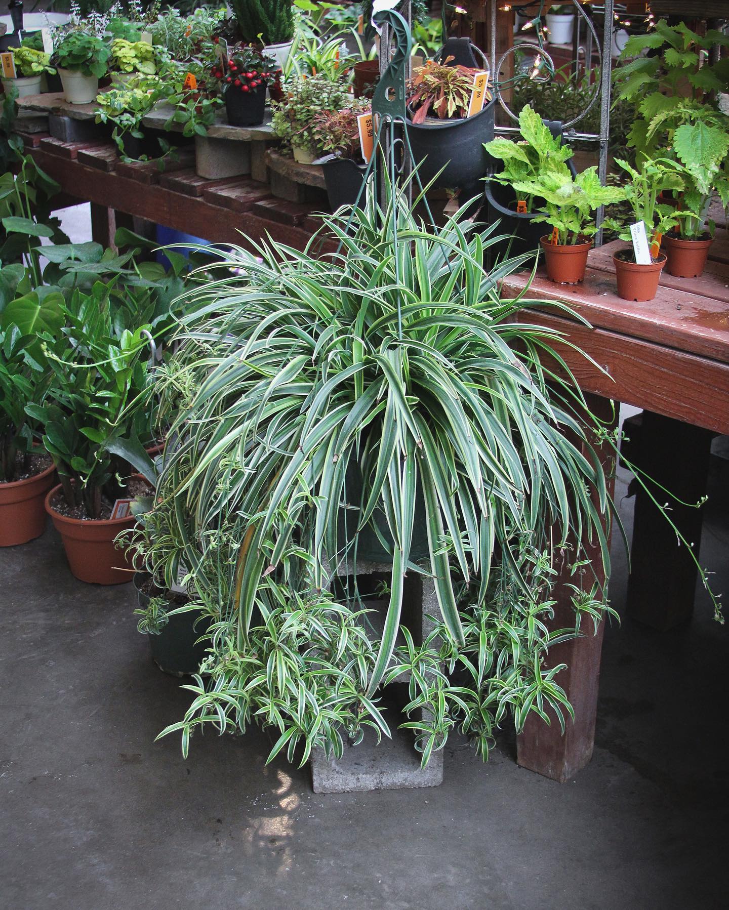 spider plant in colorful pot