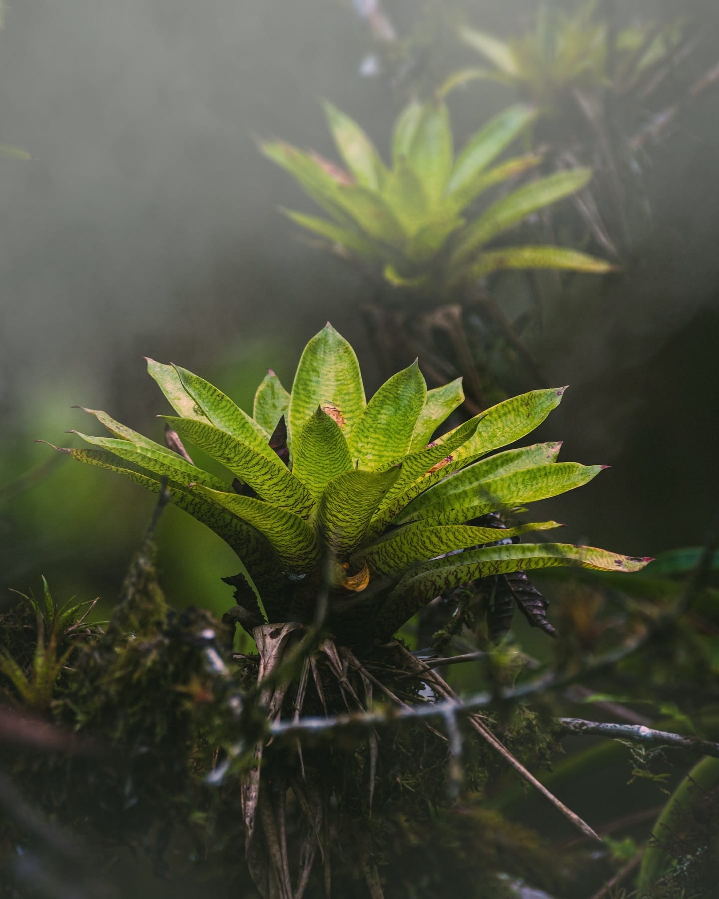 diverse range of potted plants