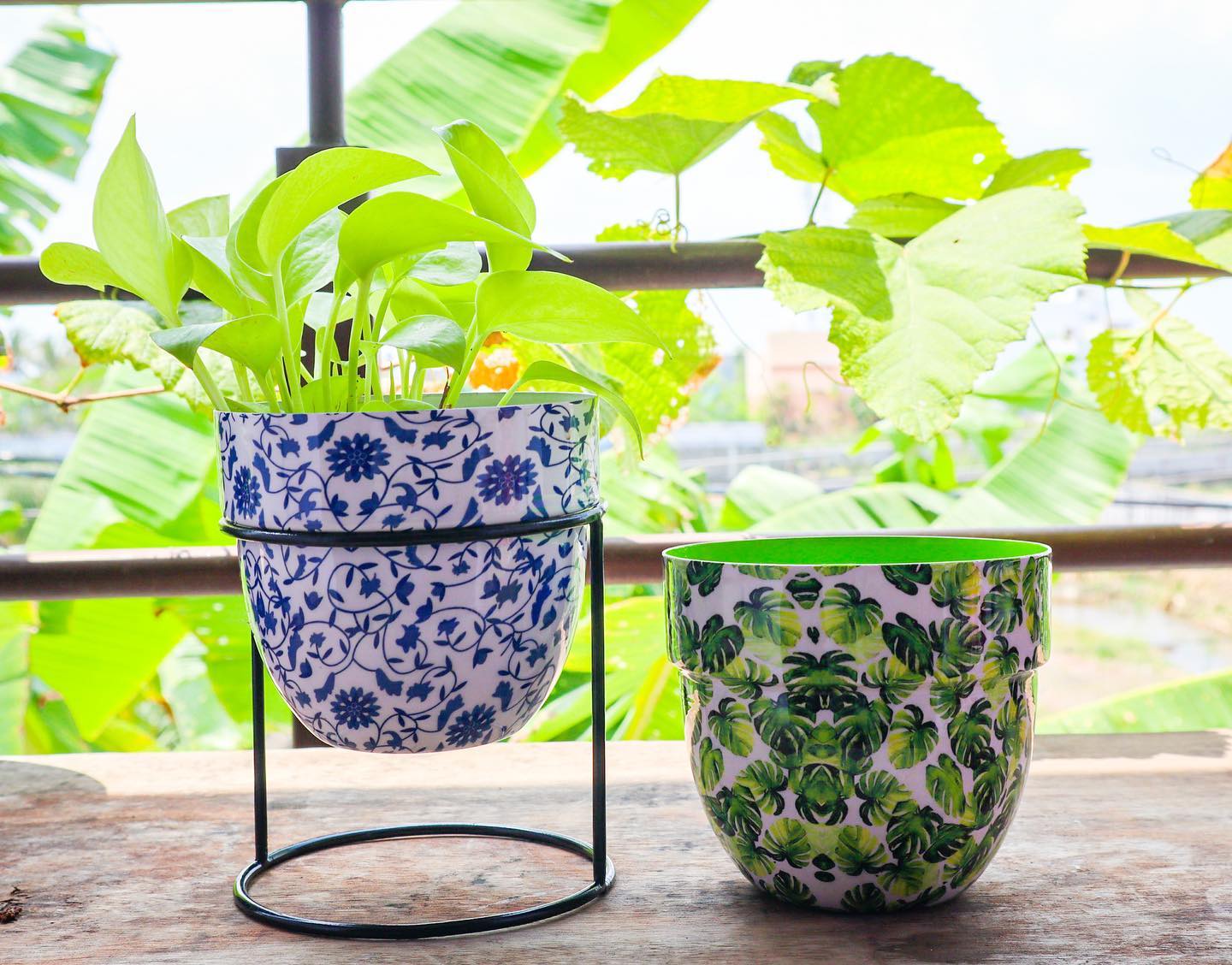 metallic ombre planters with snake plants