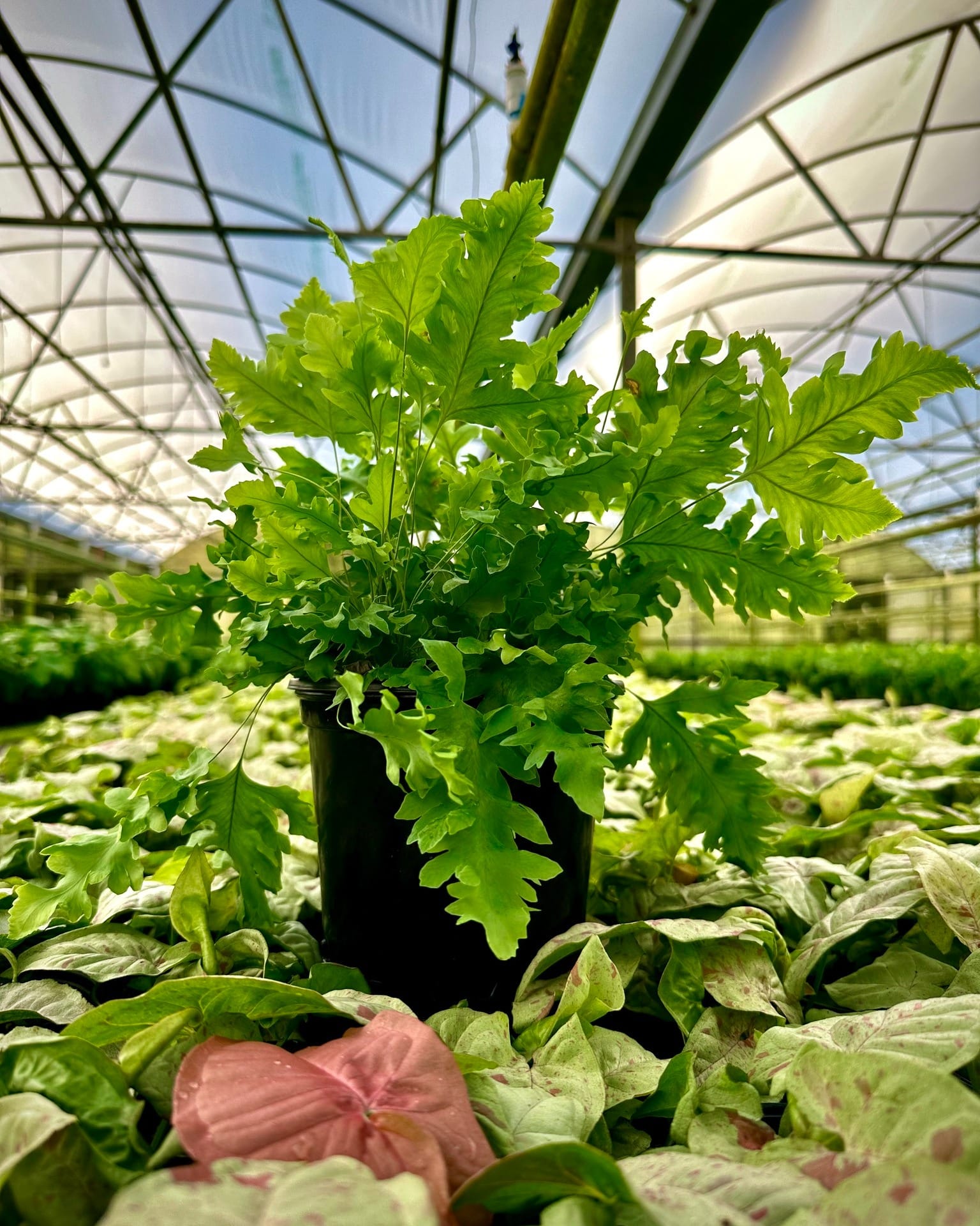 Lush ferns in woven basket