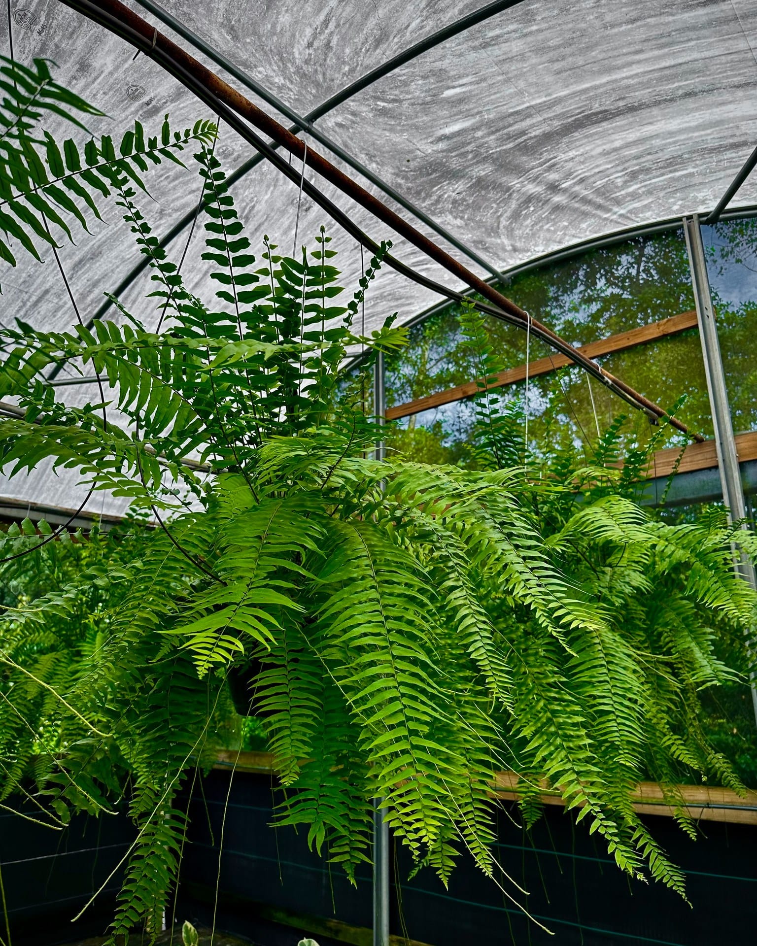 diverse fern plant cluster