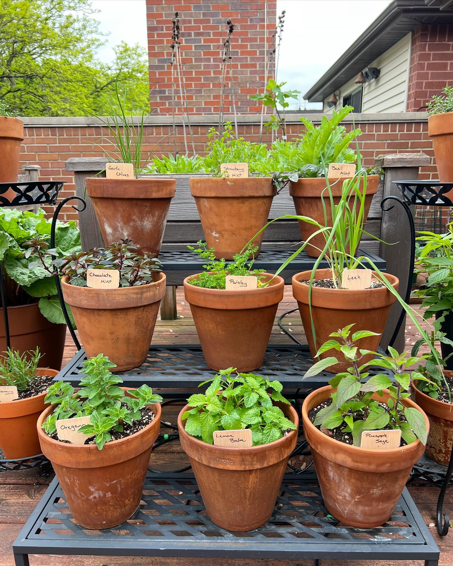 assortment of potted herbs