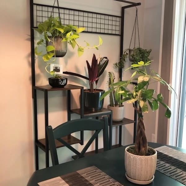 kitchen with herb shadows on wall
