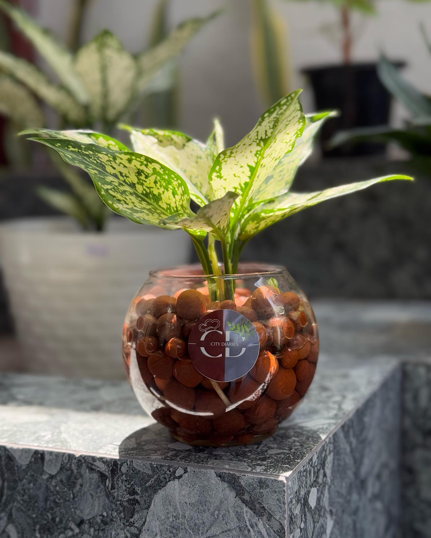 person rotating houseplant