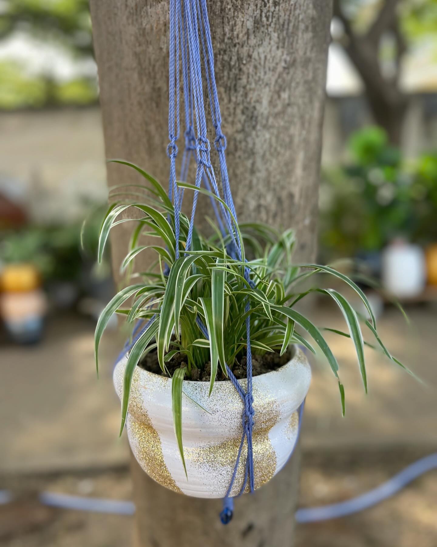 Vibrant spider plant in macrame holder