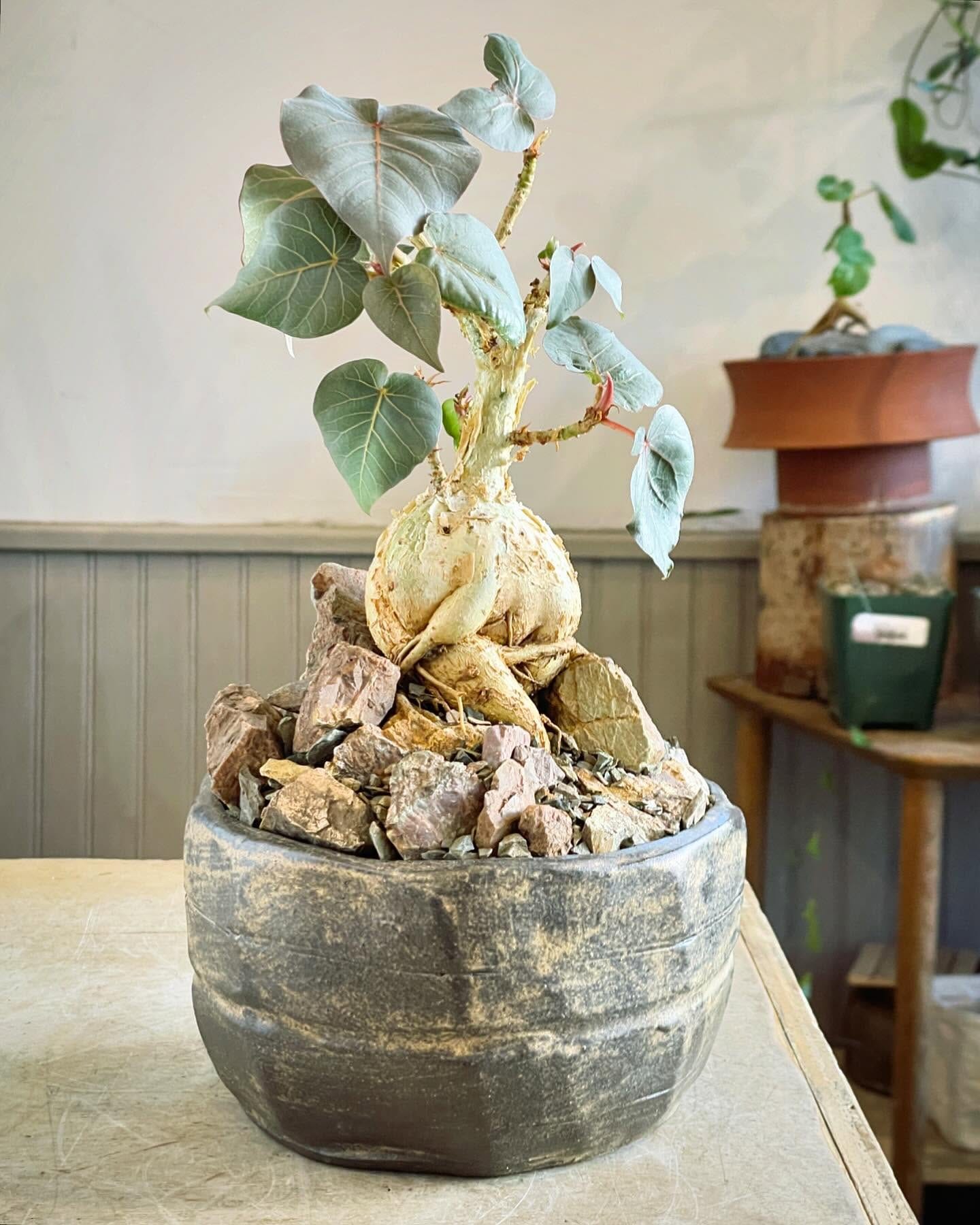 Suspended cloud-like plant arrangement
