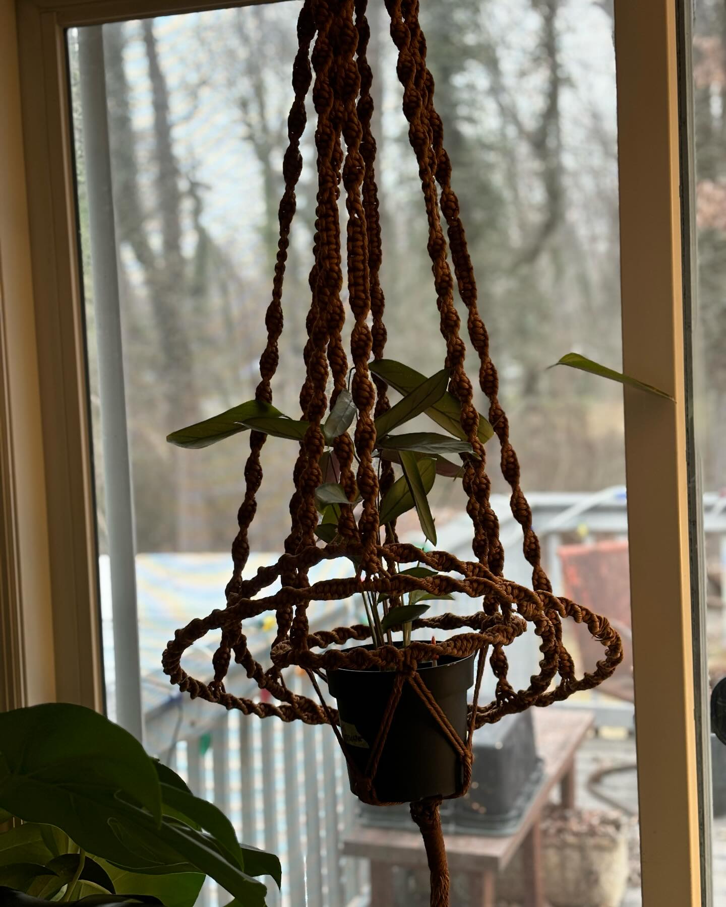 Floating window display with macramé plant hangers