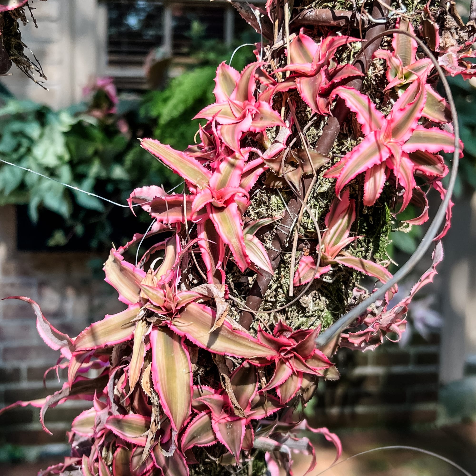 Monstera and asparagus fern