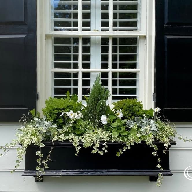 Vintage window frame with potted plants