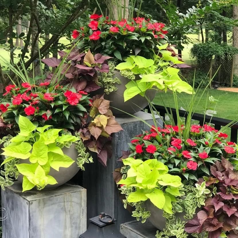 clustered pots on a patio