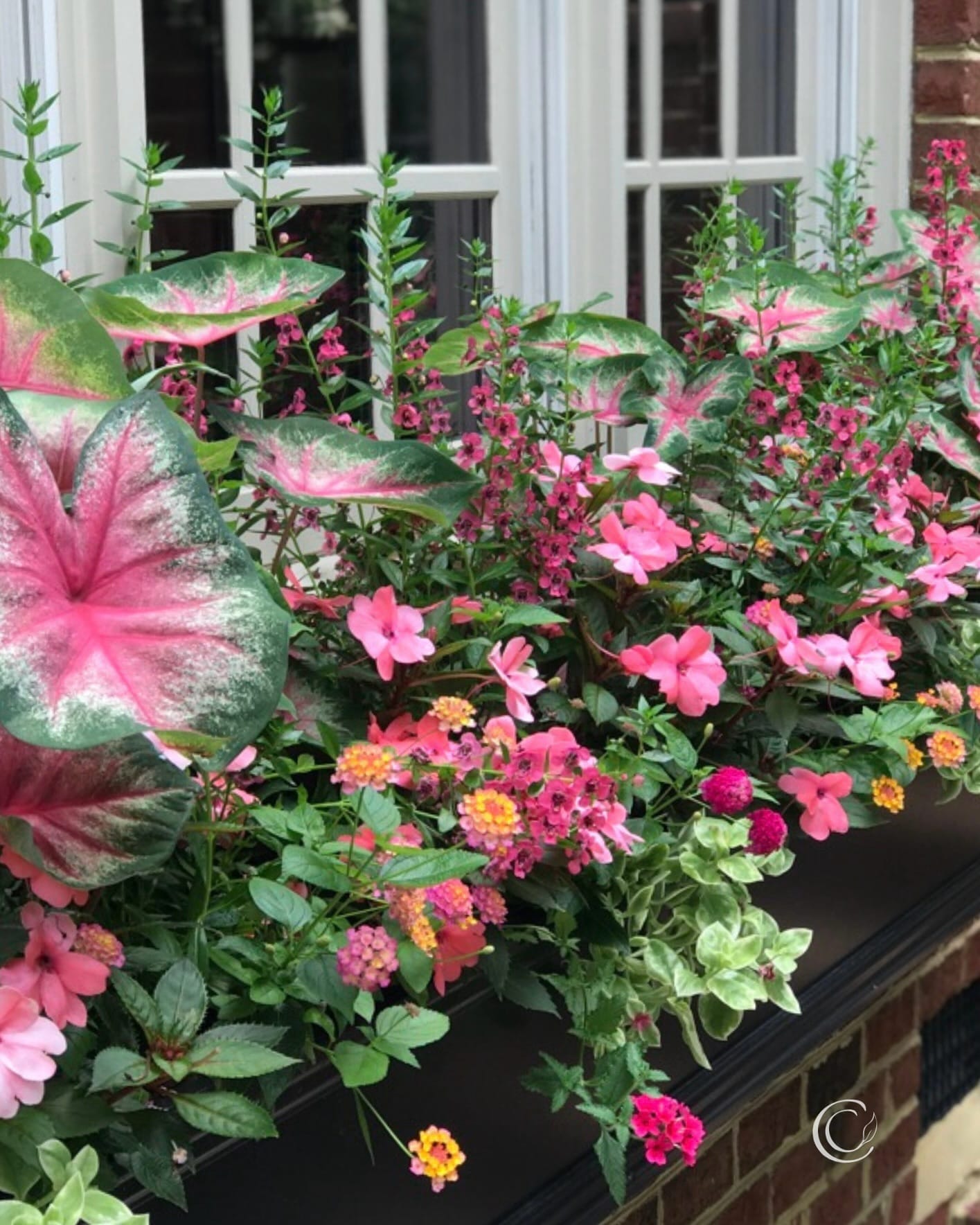 tiered plant display