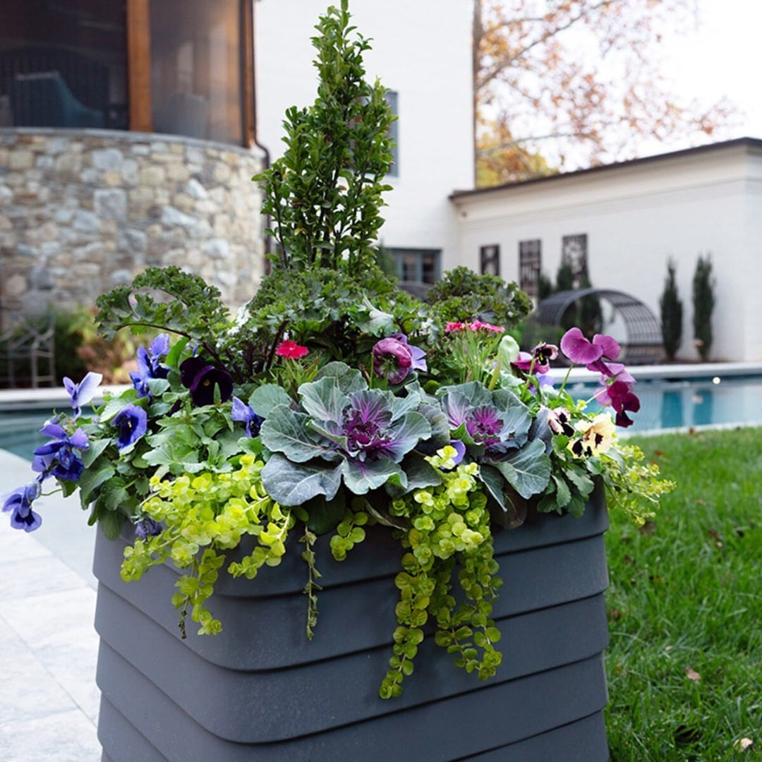 Lush herbs in upcycled tin cans