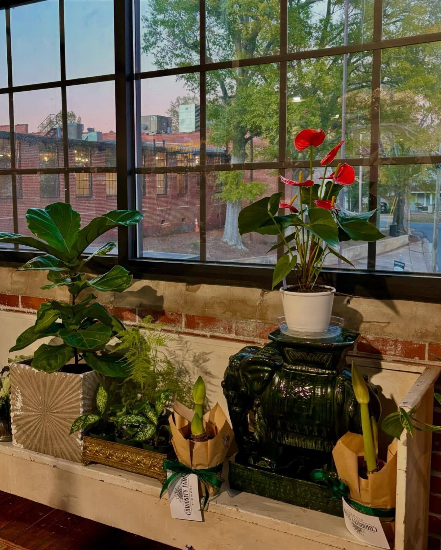 succulents on a window sill