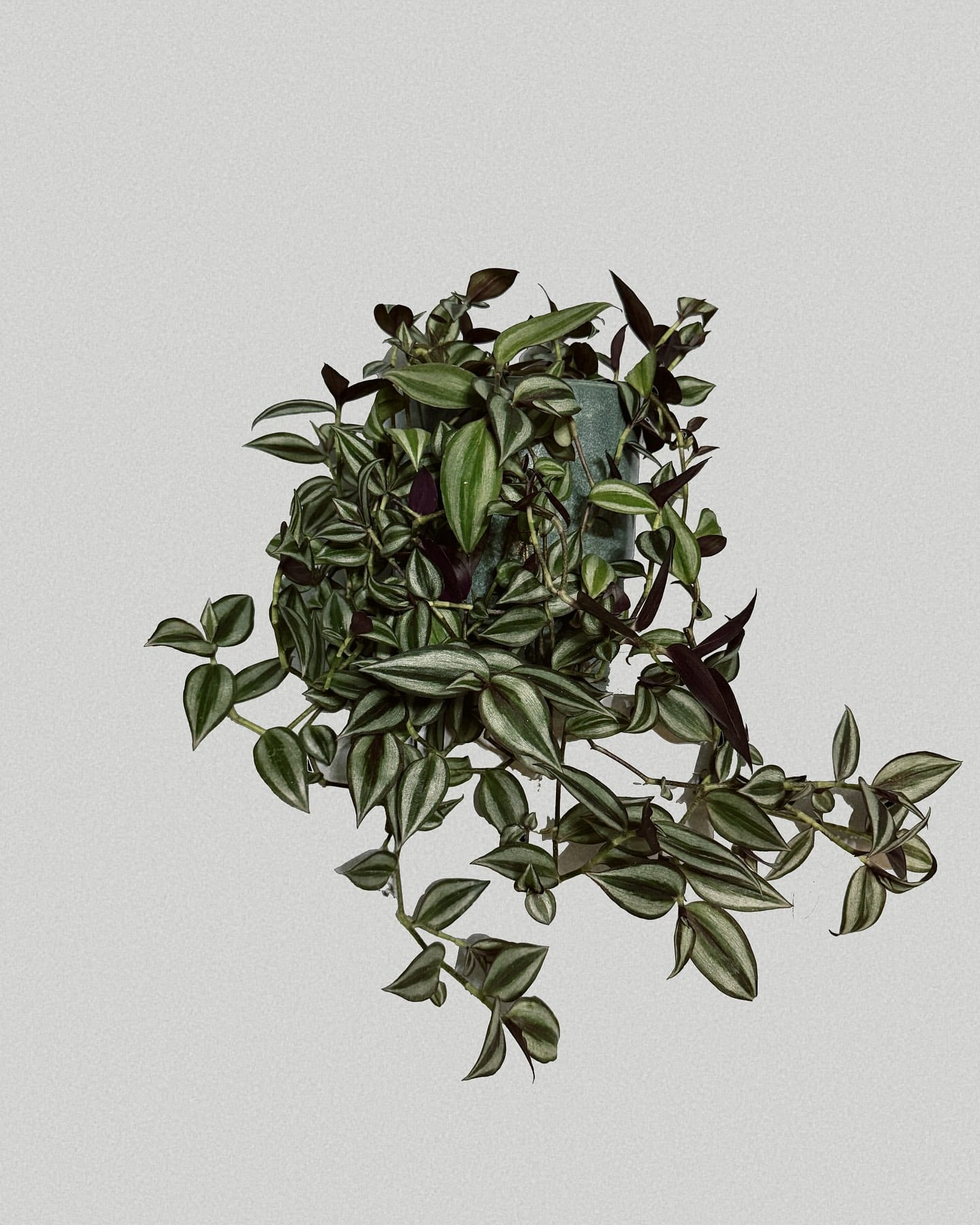 wandering jew plant cluster