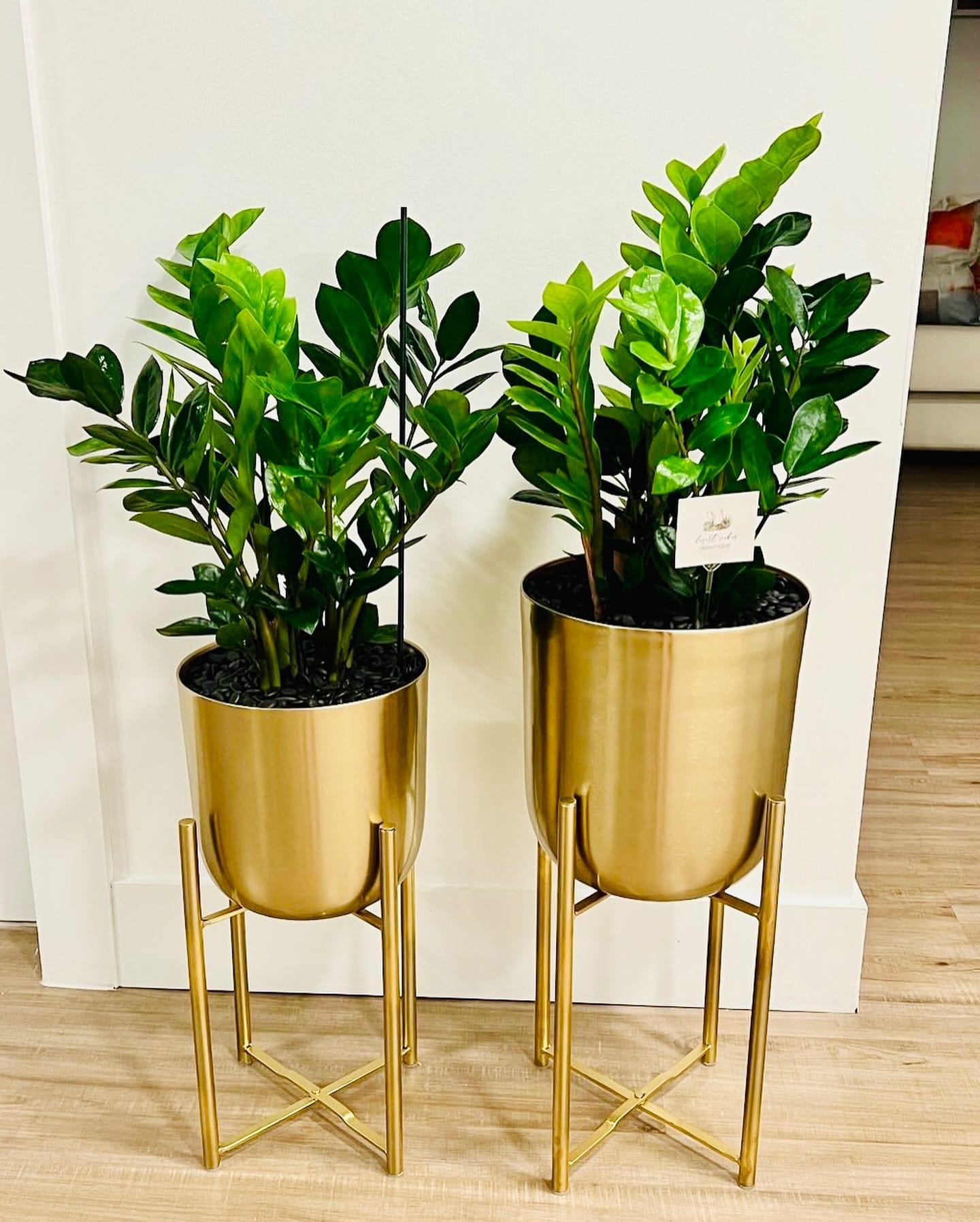 brass plant pot with leafy fern