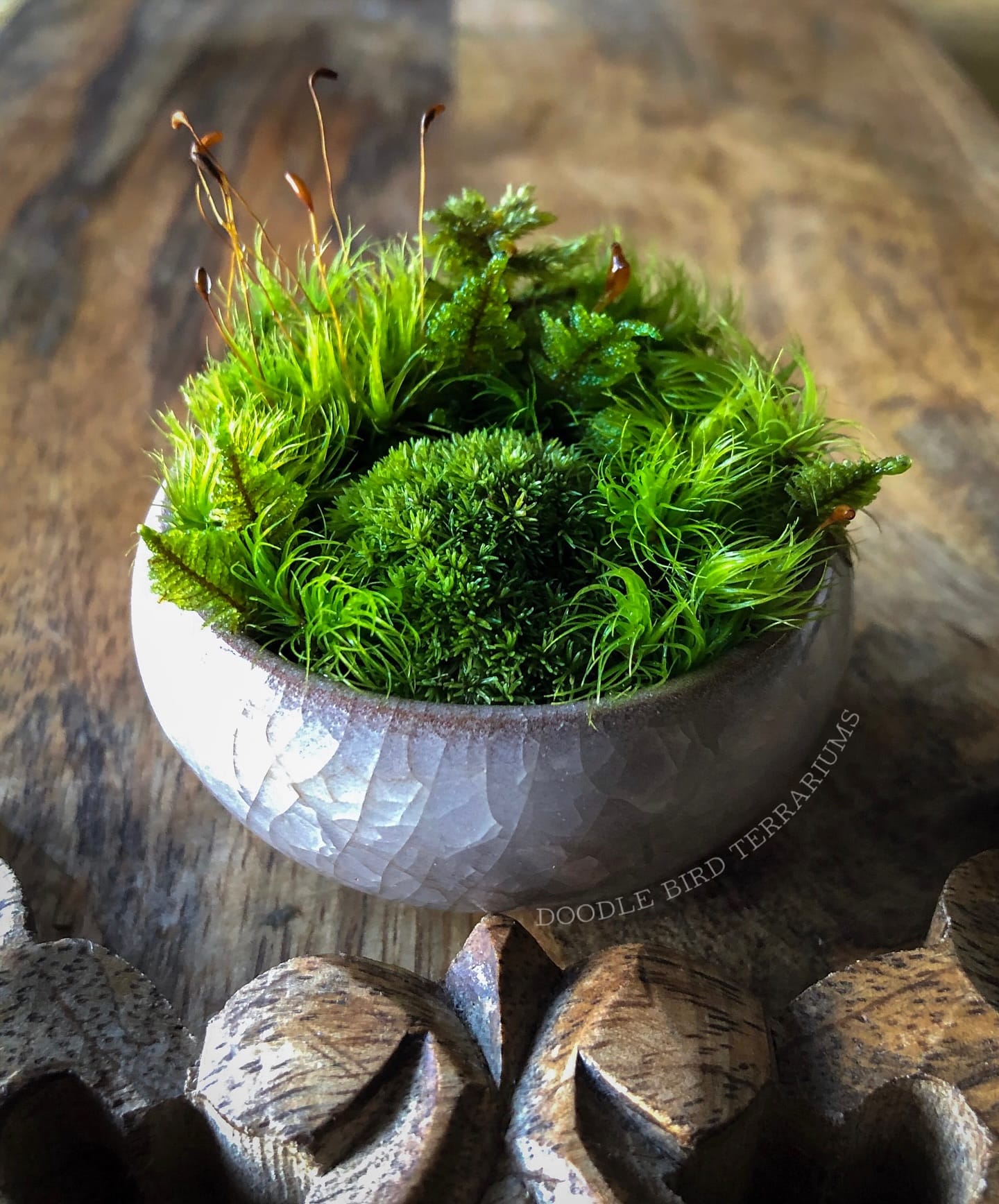 Glass terrarium with ferns and moss