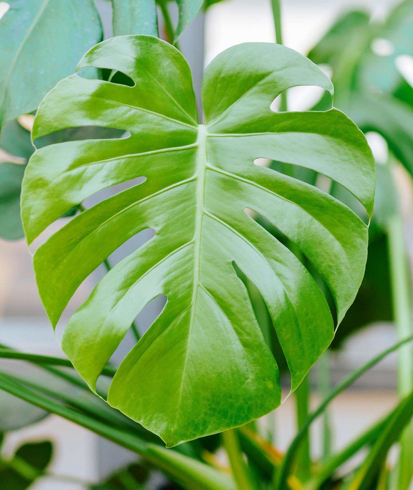 monstera plant cluster with ferns