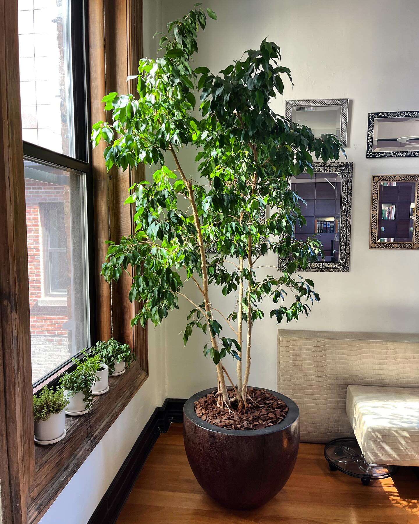 indoor tree with fiber optic cable