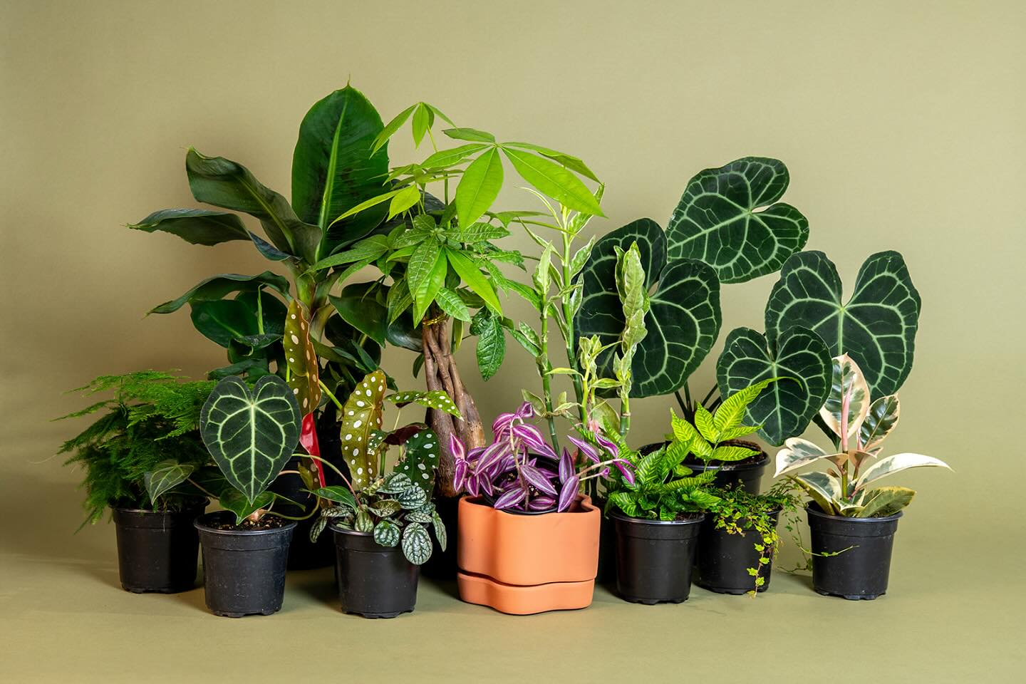 vintage containers with mixed succulents