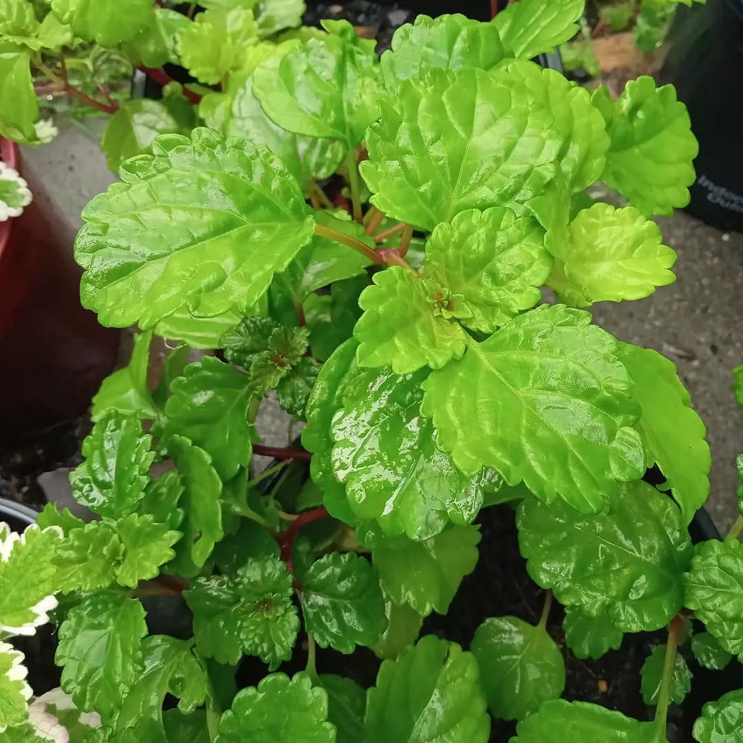 swedish ivy in hanging basket