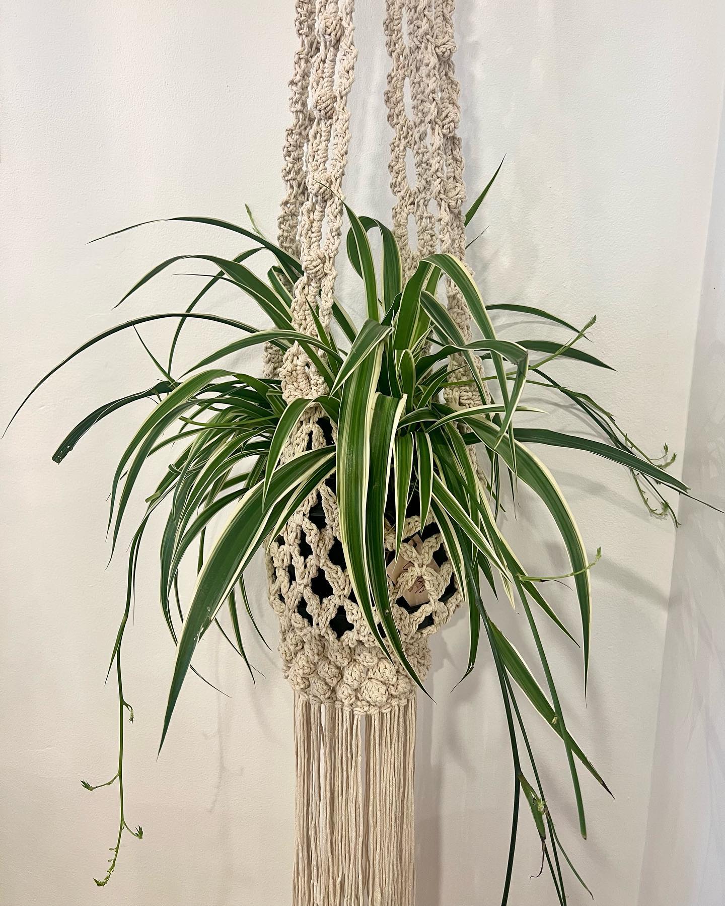 Macramé hangers with hanging plants