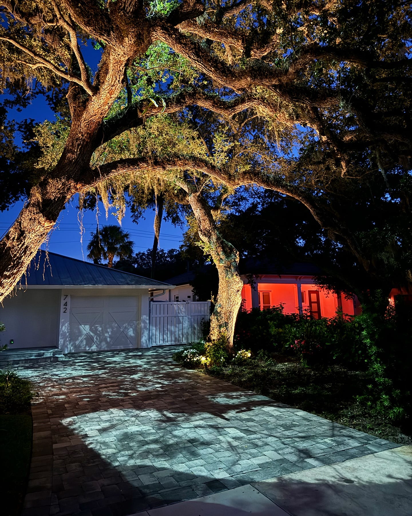 backlit palm leaves casting shadows