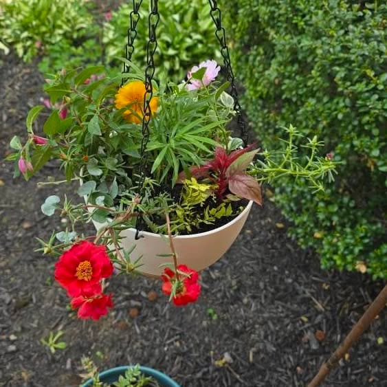 hanging planters in bay window