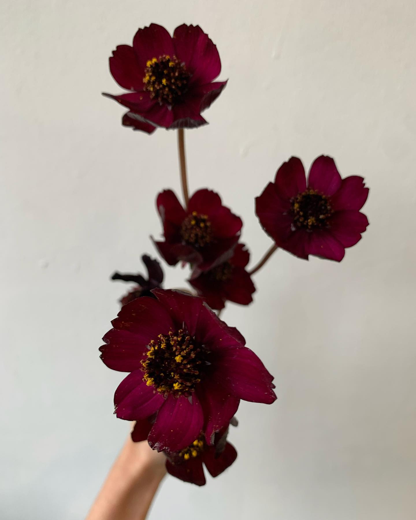 chocolate cosmos in garden bed