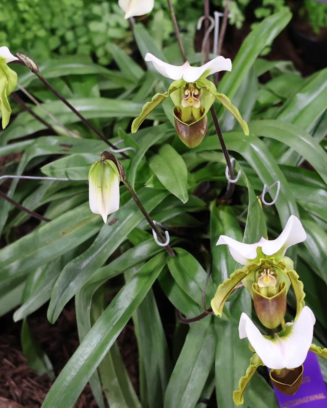 orchid and air plant cluster