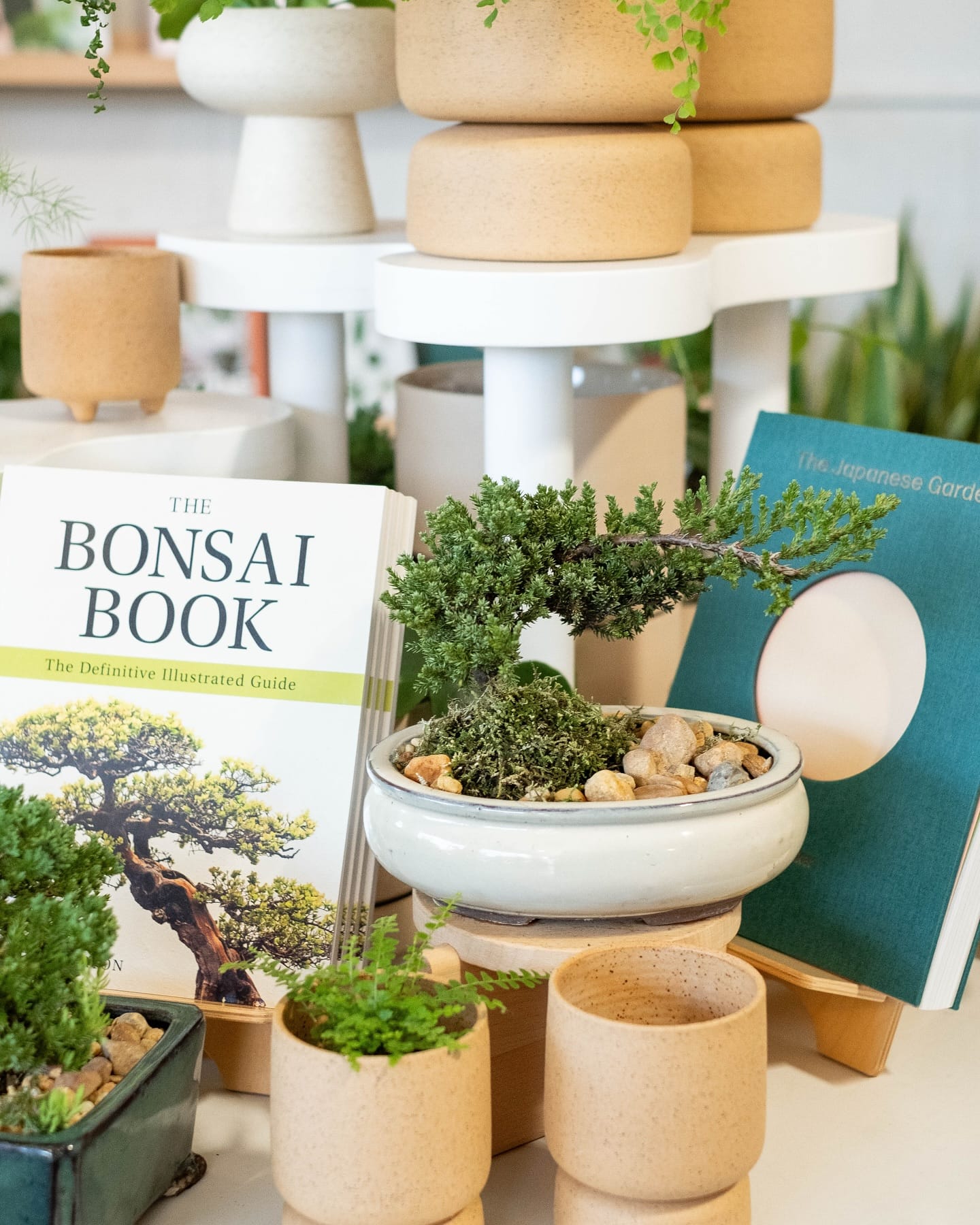 ferns in colorful pots around an eclectic record cabinet