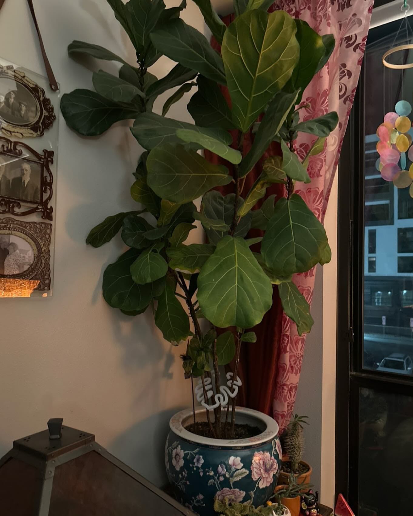 Vintage floral rug with fiddle leaf fig in woven basket