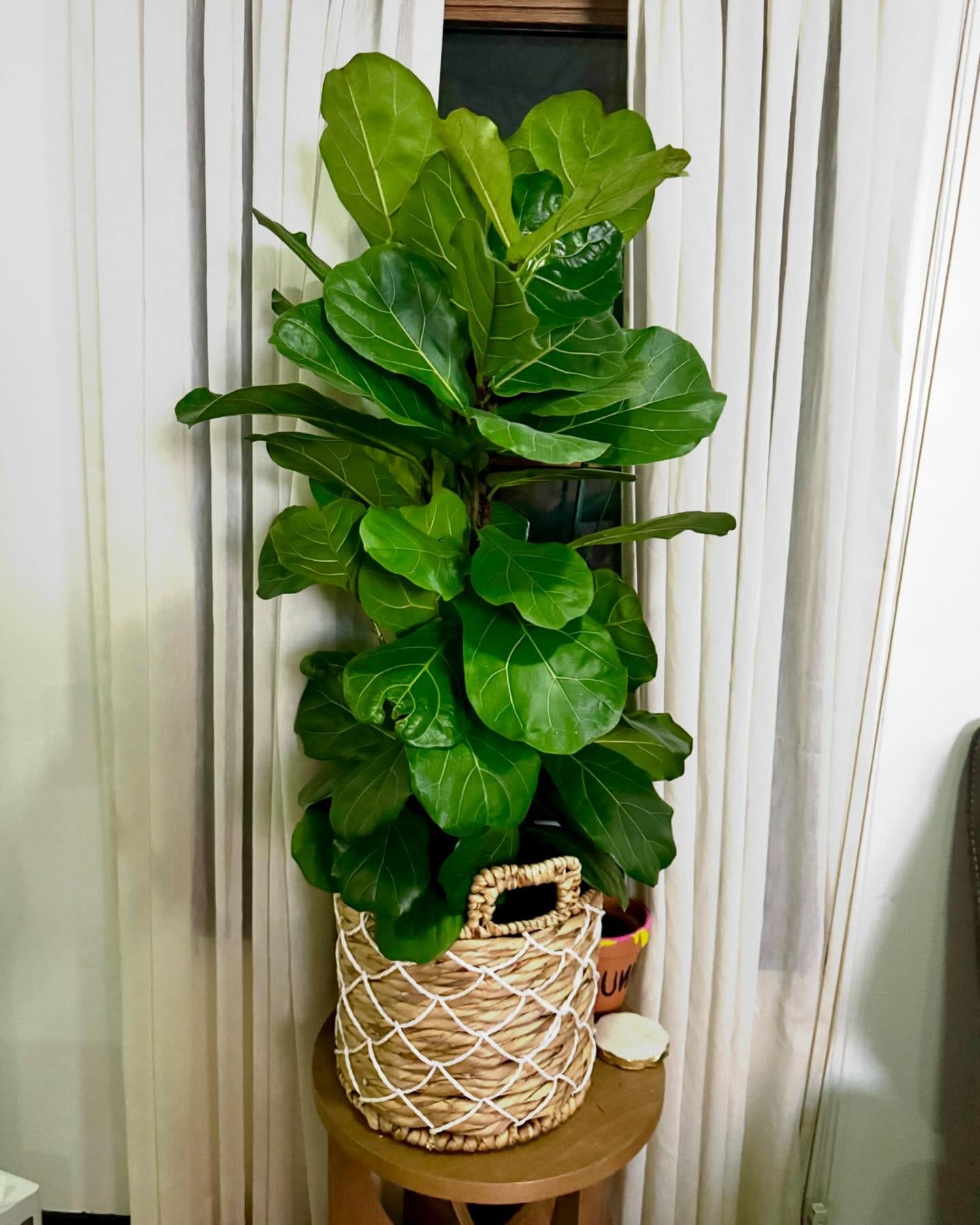 fiddle leaf fig in a living room corner