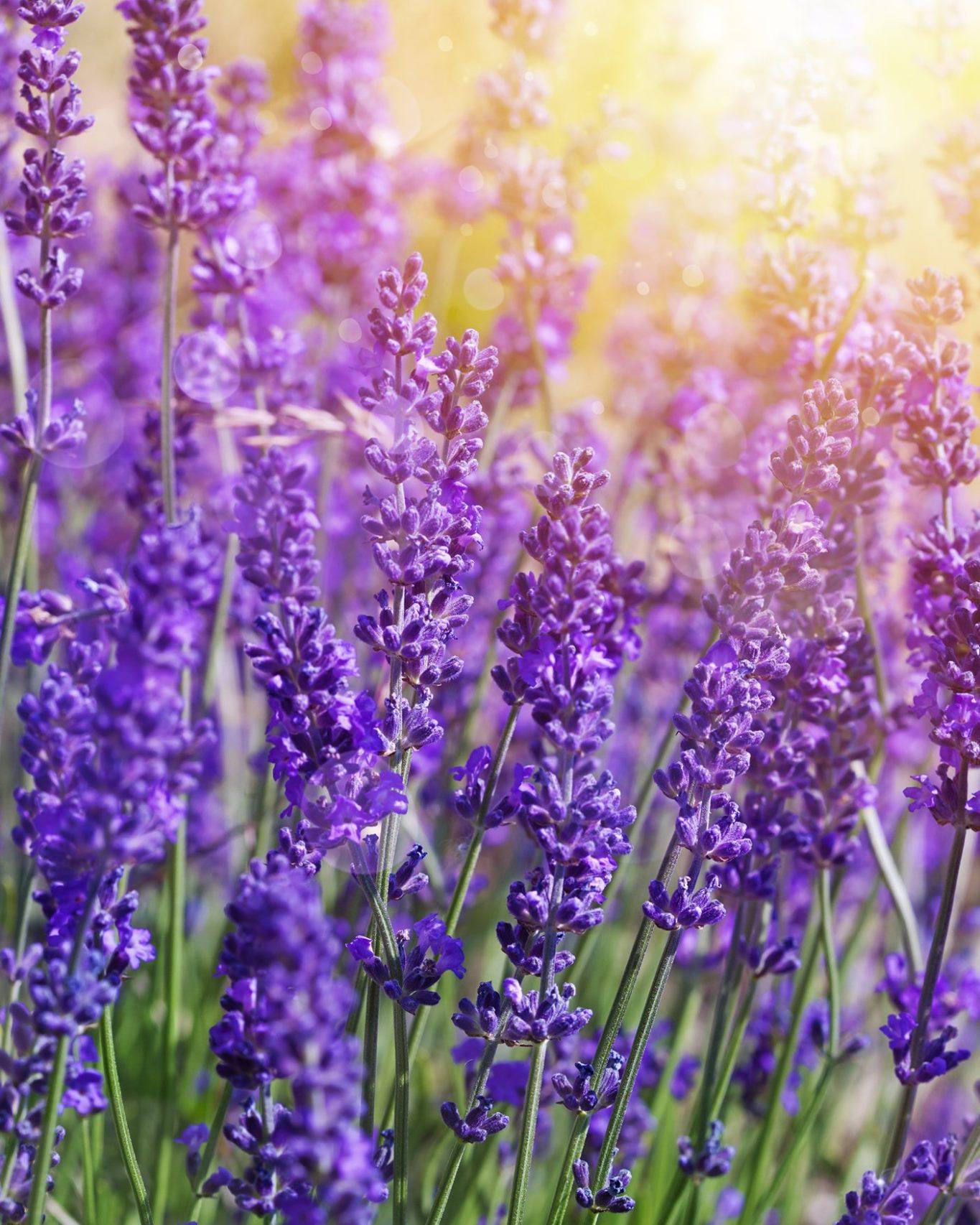 lavender in rustic wooden planter on fragrant windowsill