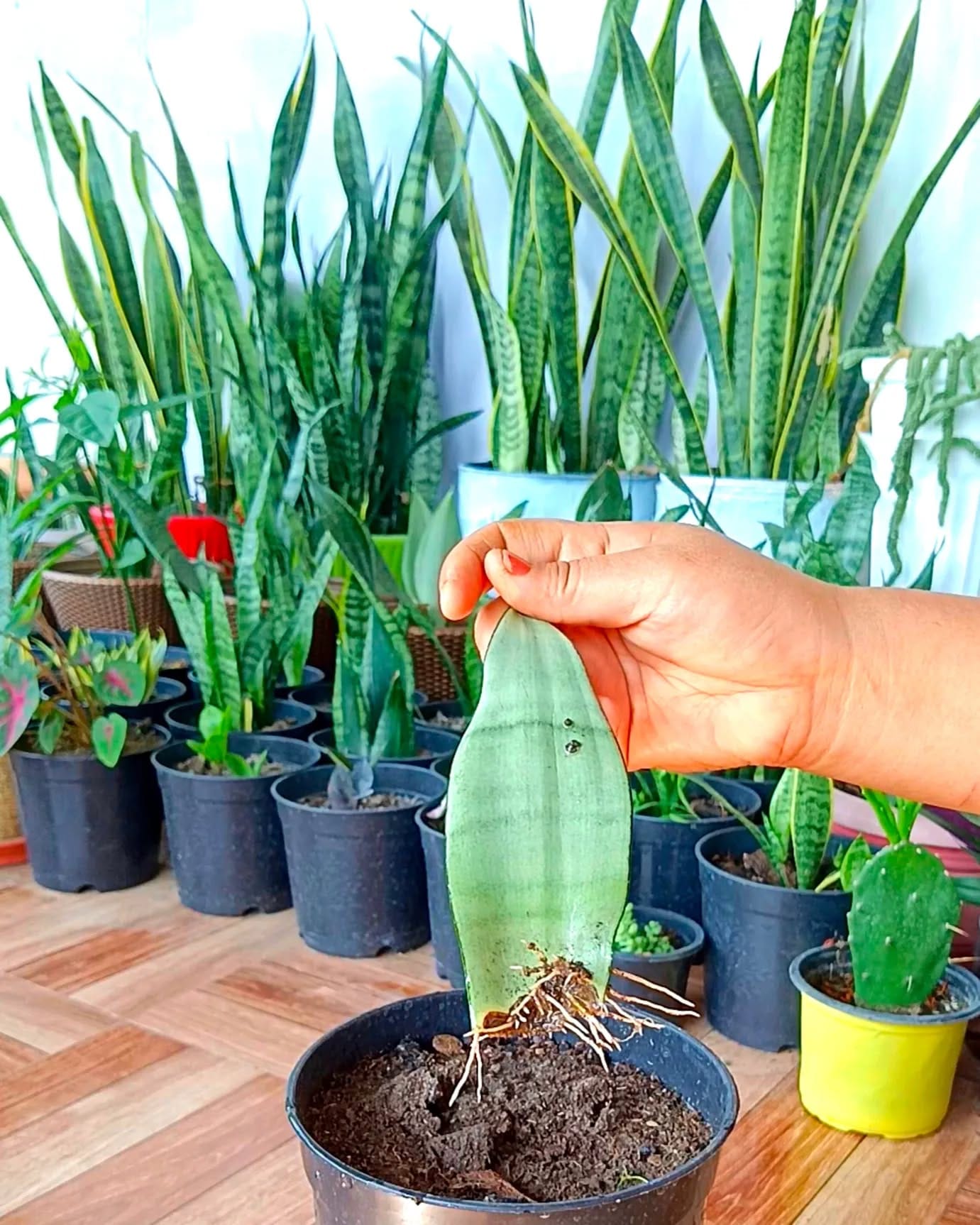propagating snake plant in water
