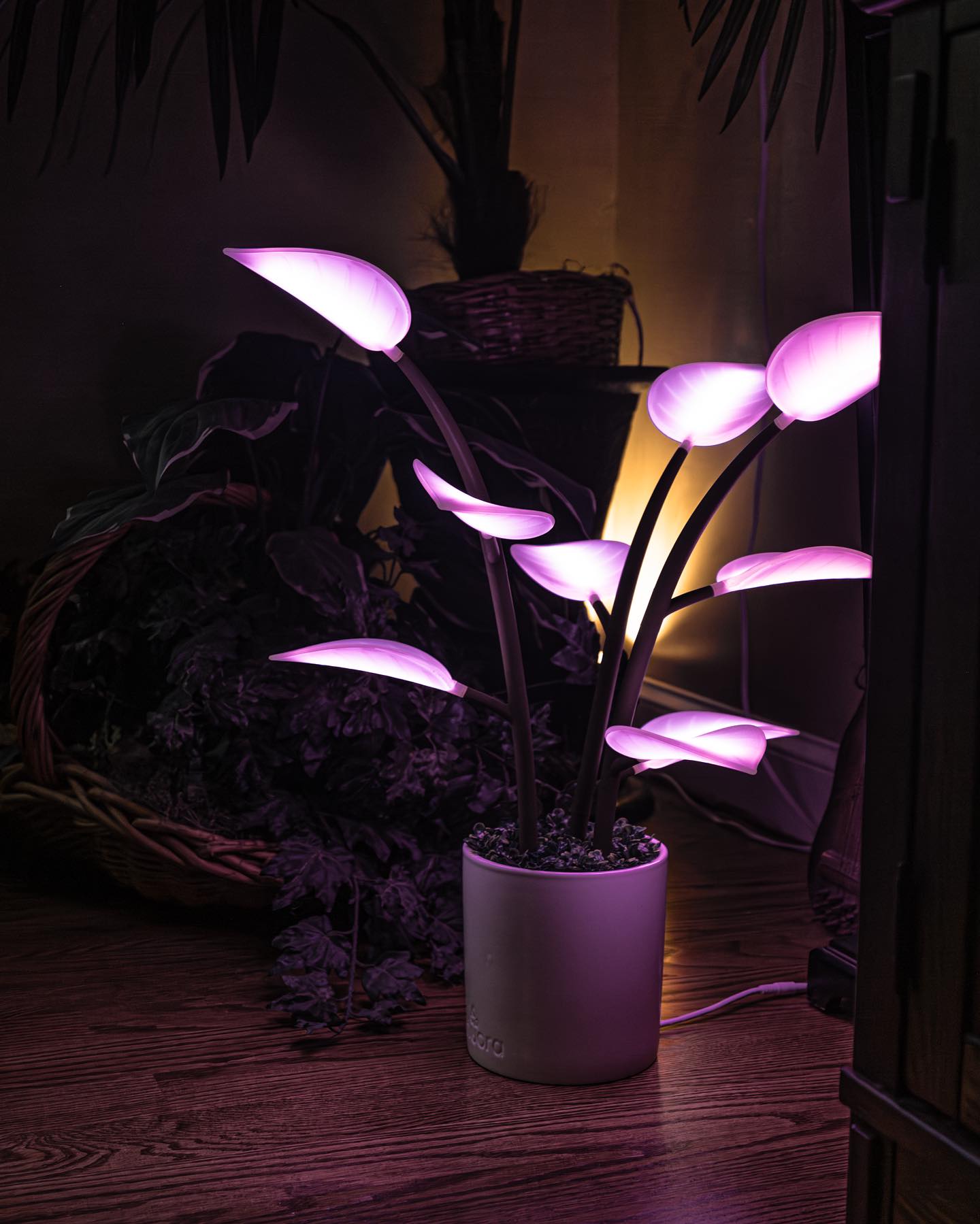 glass tabletop with plants