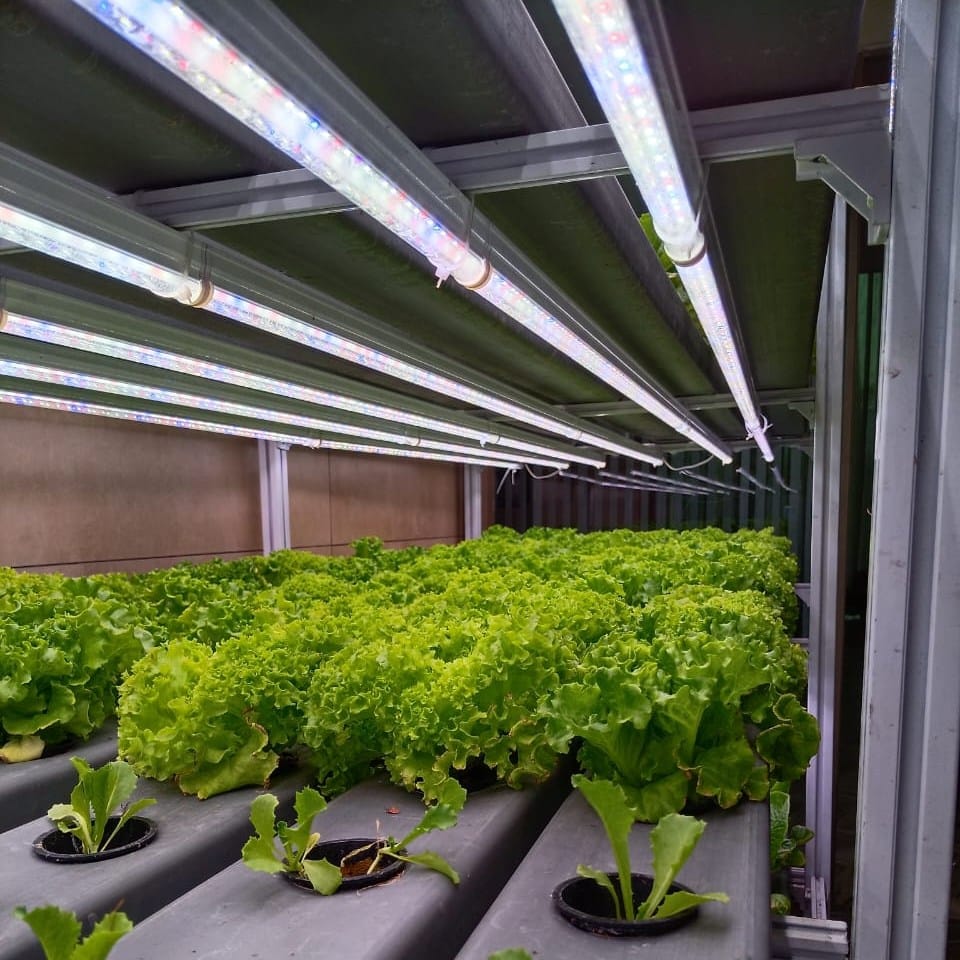fluorescent tubes above plant shelf