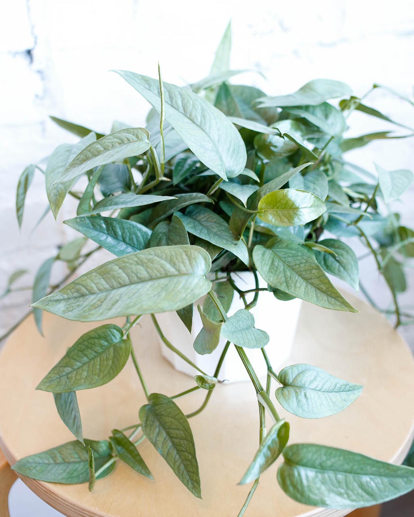 Rare cebu blue pothos trailing on a wooden shelf