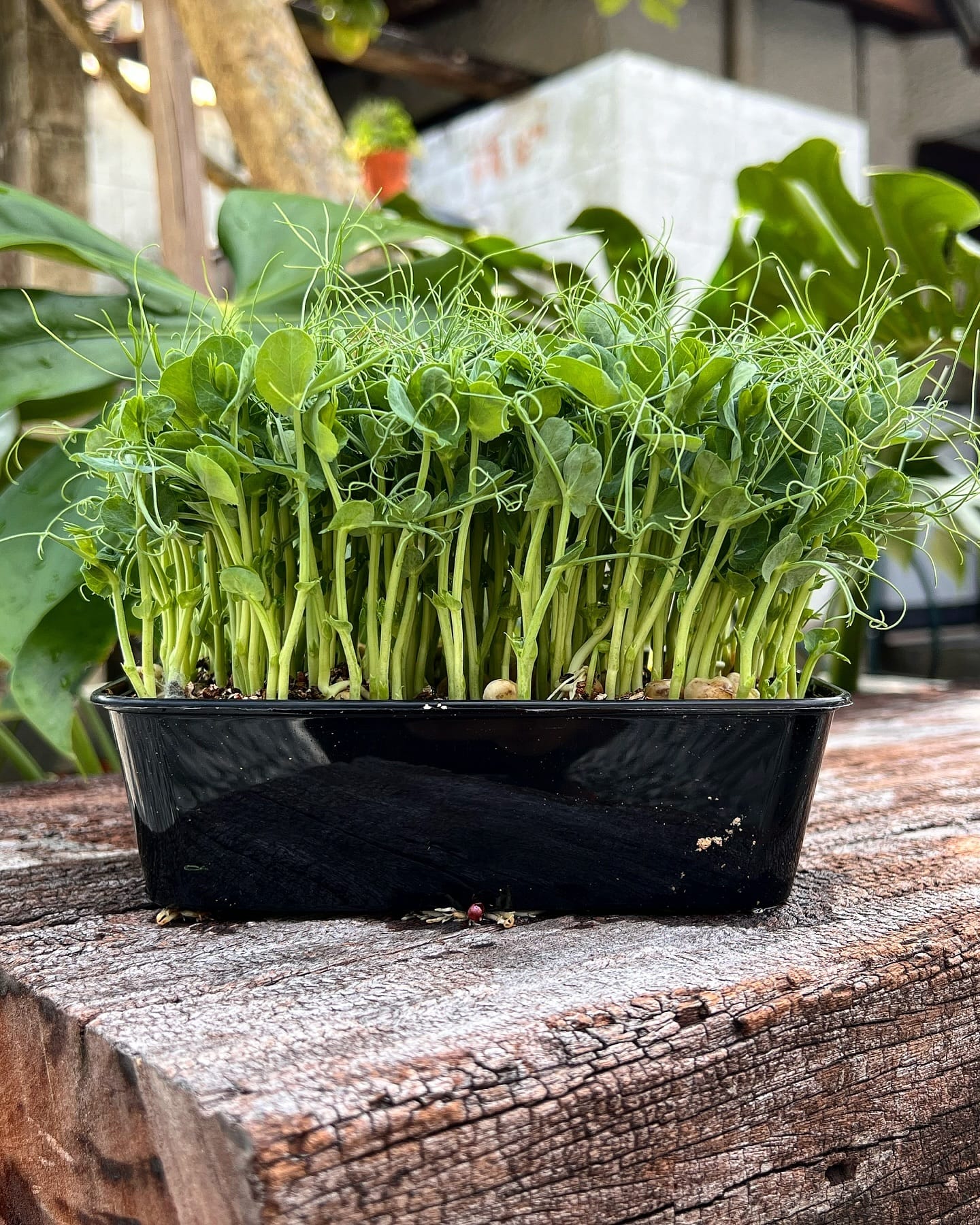 basil, mint, and parsley in kitchen