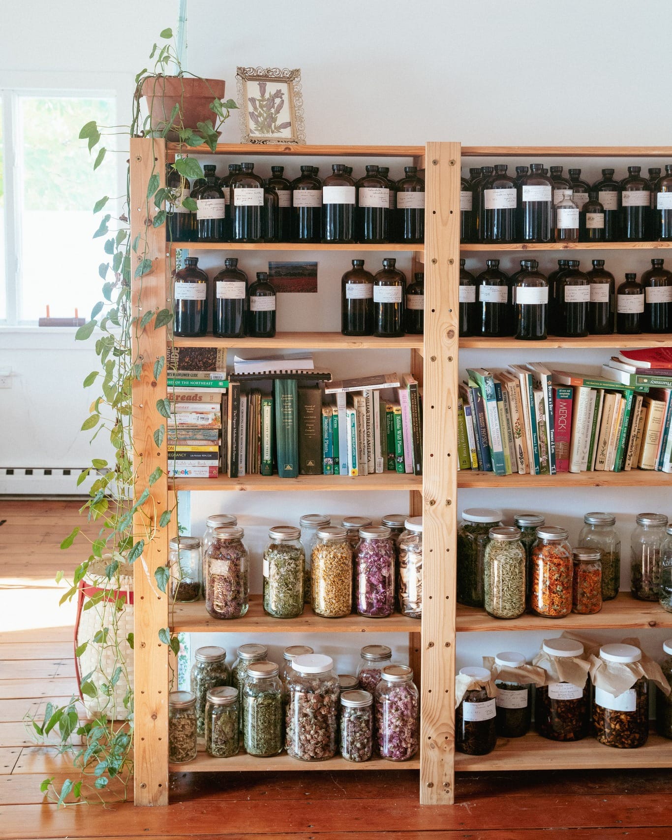 Glass apothecary jars with small plants