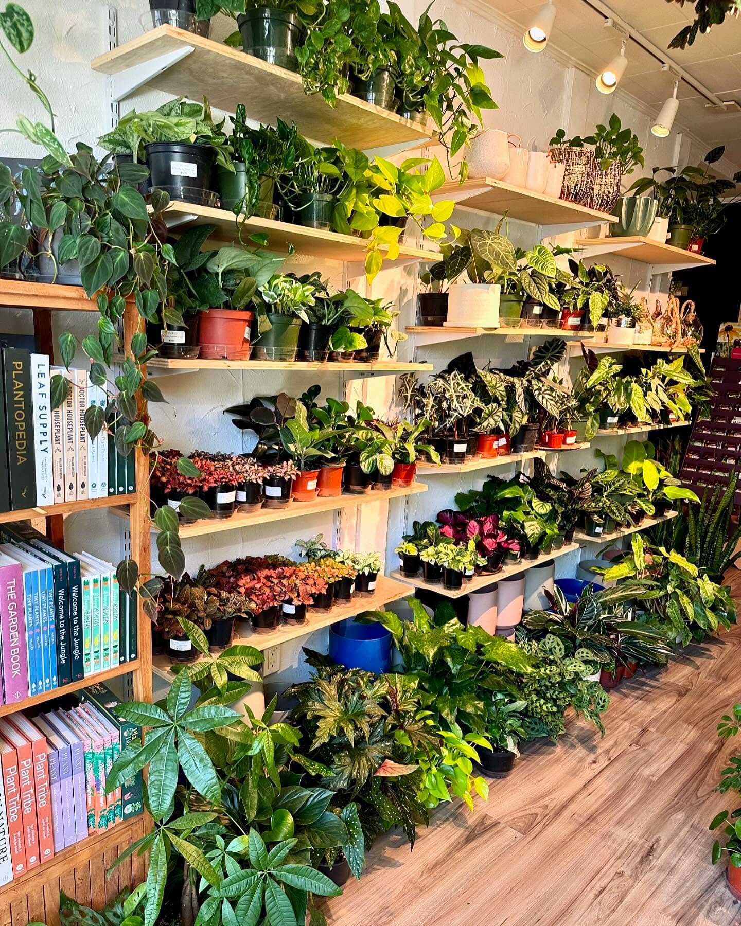 Scandinavian simple shelf plant display