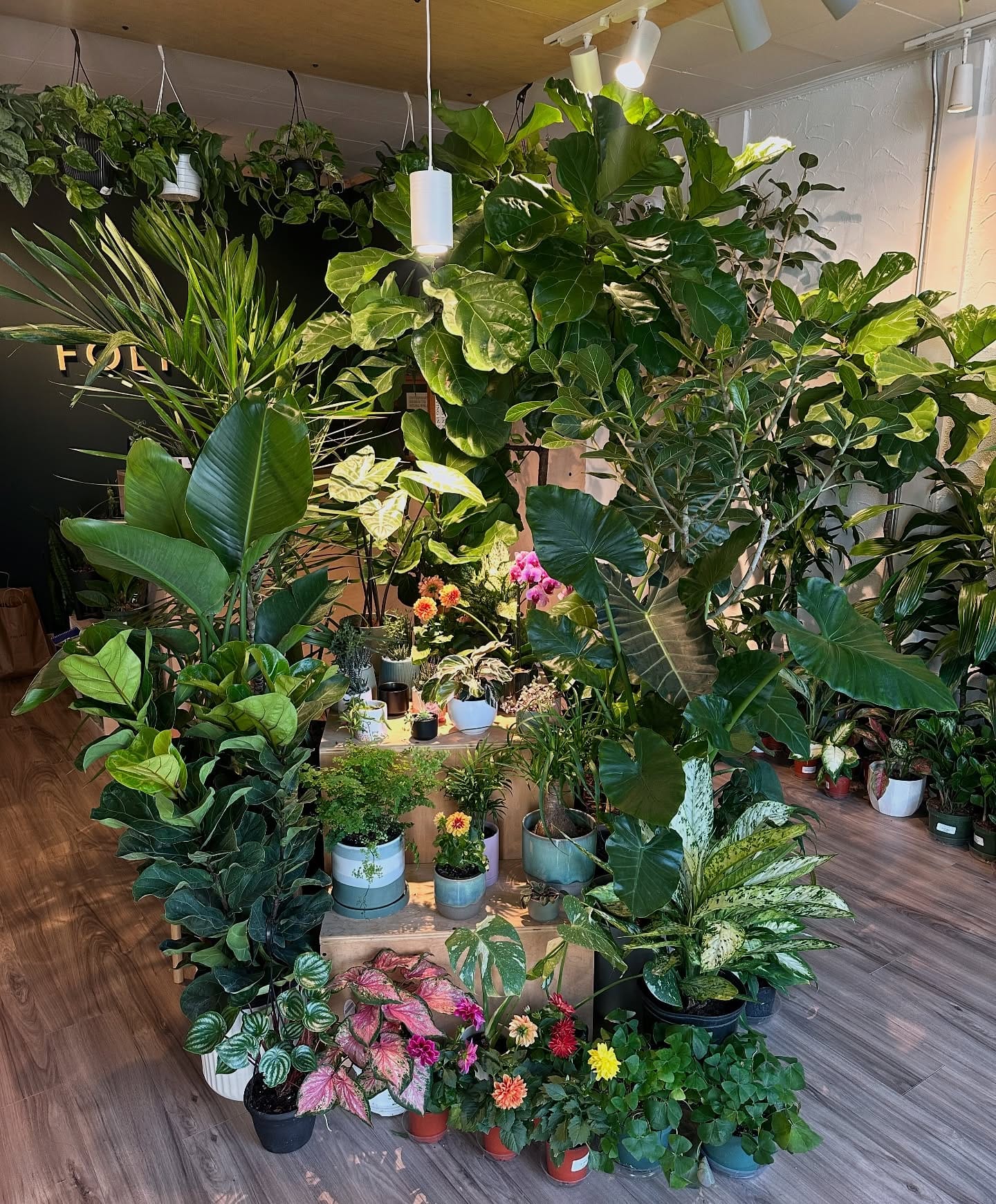 pruning shears trimming a plant