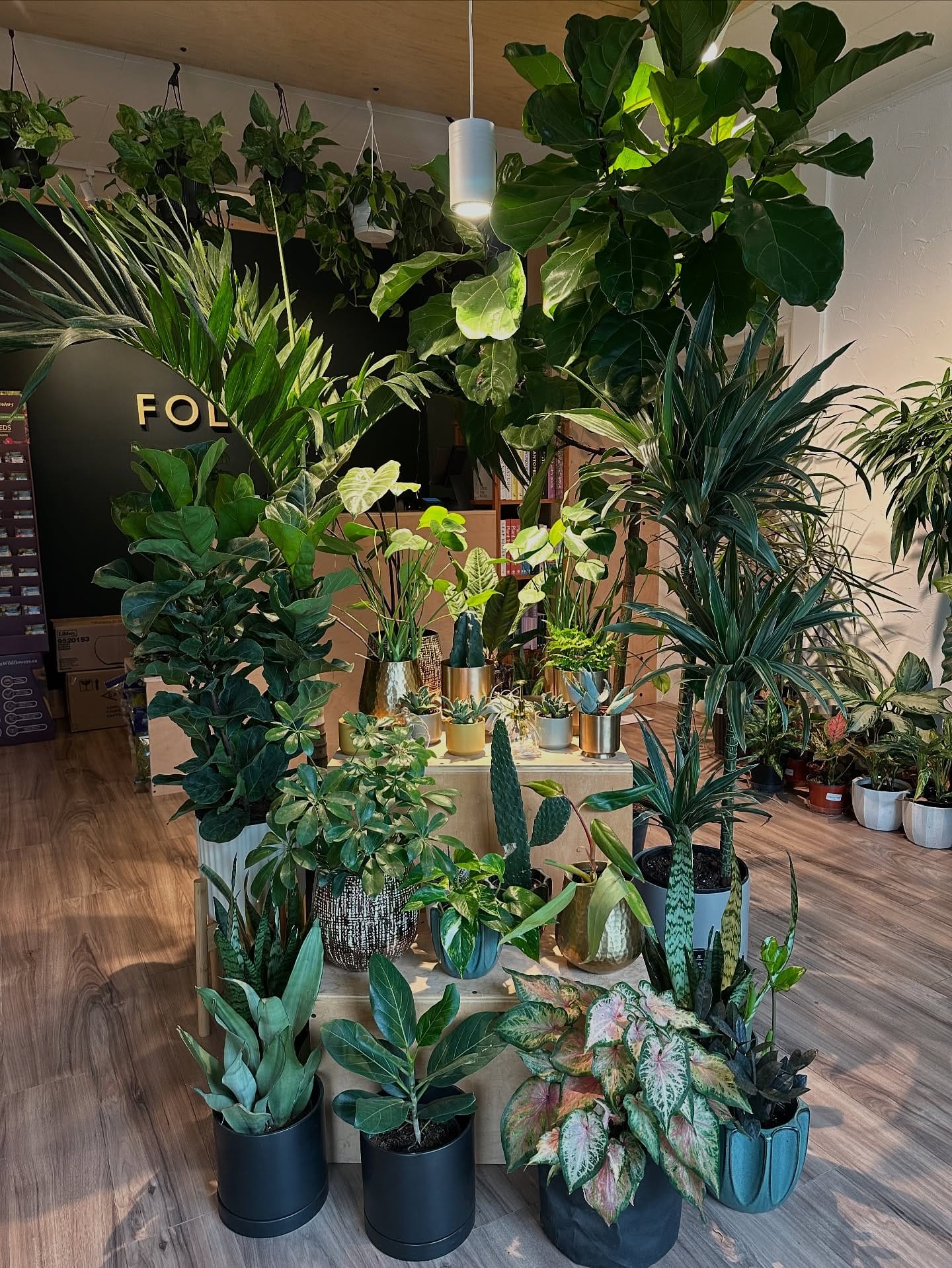 Tropical plants on wrought iron stand in outdoor setting