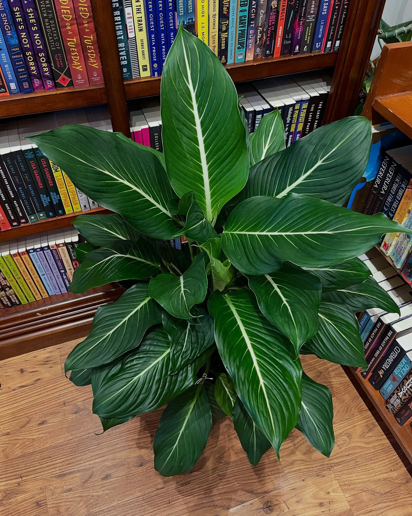 plants with varied textures