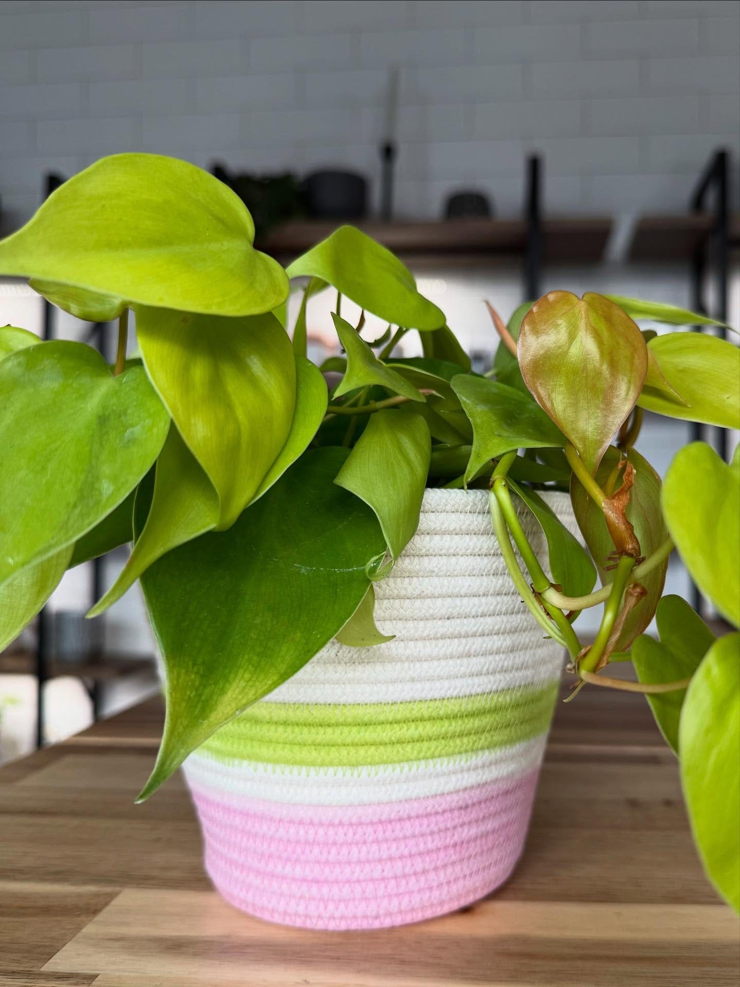 taupe sedums on patio